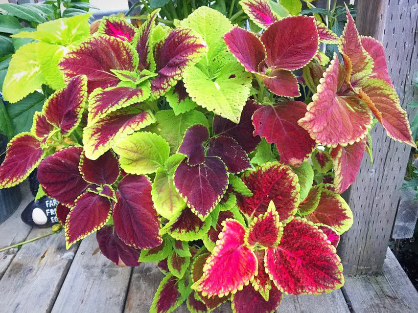 High germination green and black coleus seeds