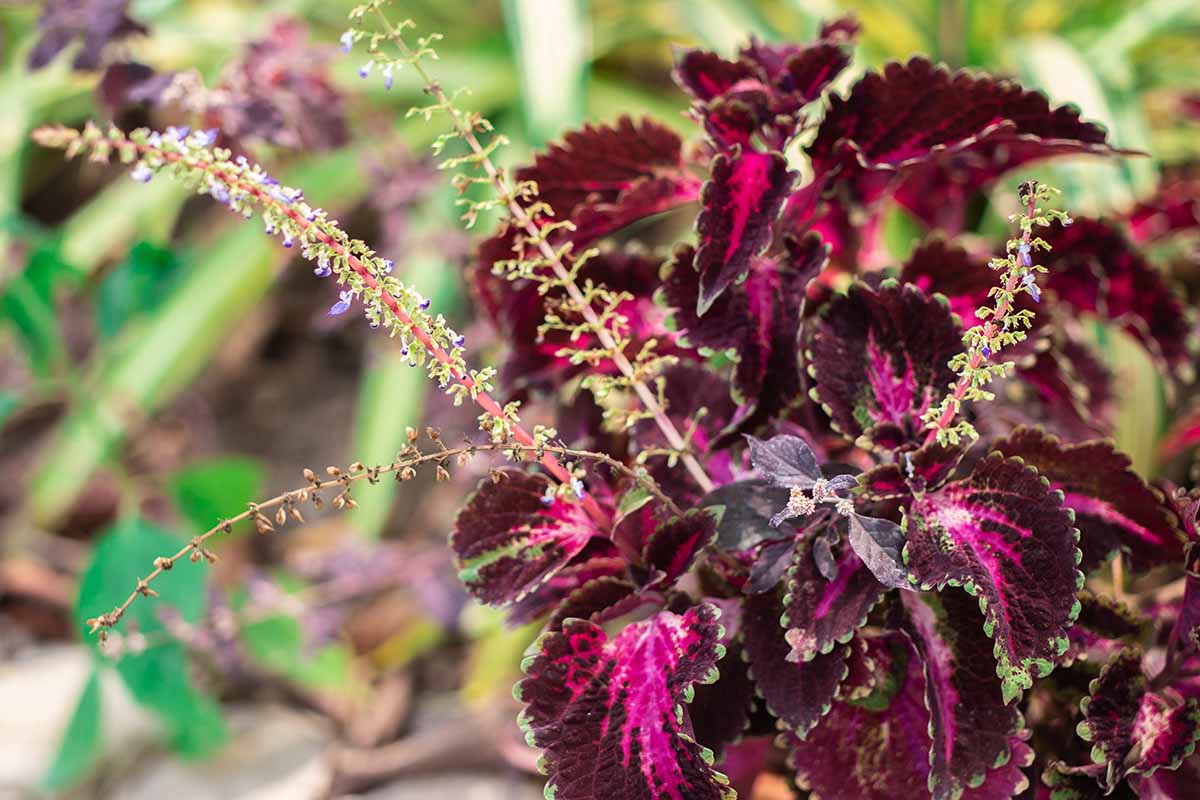 Red White Coleus Flower seeds for Planting Shade Tolerant Heirloom & GMO Free Seeds for Home Garden