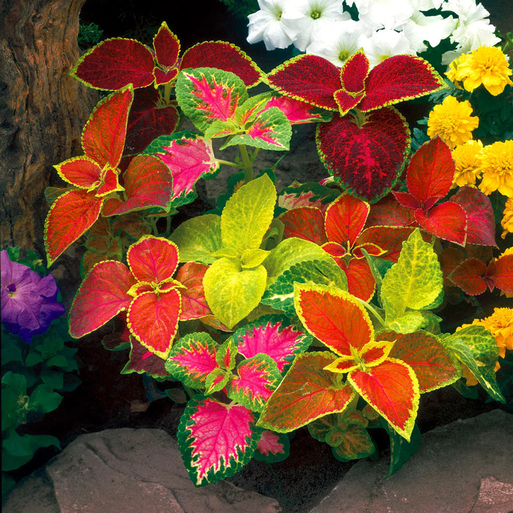 Coleus Flower seeds for Planting, Seasonal Bloomer Heirloom & GMO Free Seeds for Home Garden Sale
