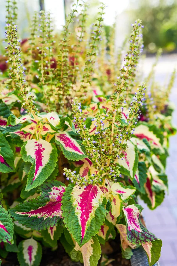 Coleus Flower seeds for Planting Drought Tolerant Heirloom & GMO Free Seeds for Home Garden