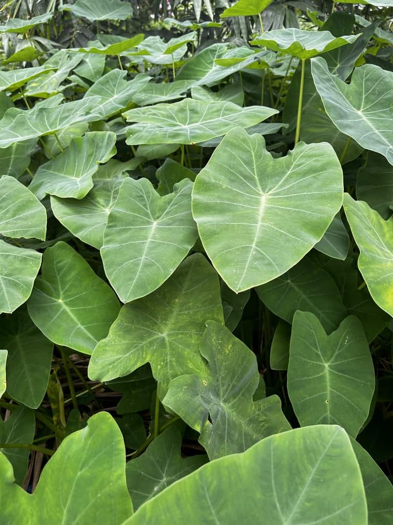 Colocasia Flower seeds for Planting Low Maintenance Heirloom & GMO Free Seeds for Home Garden