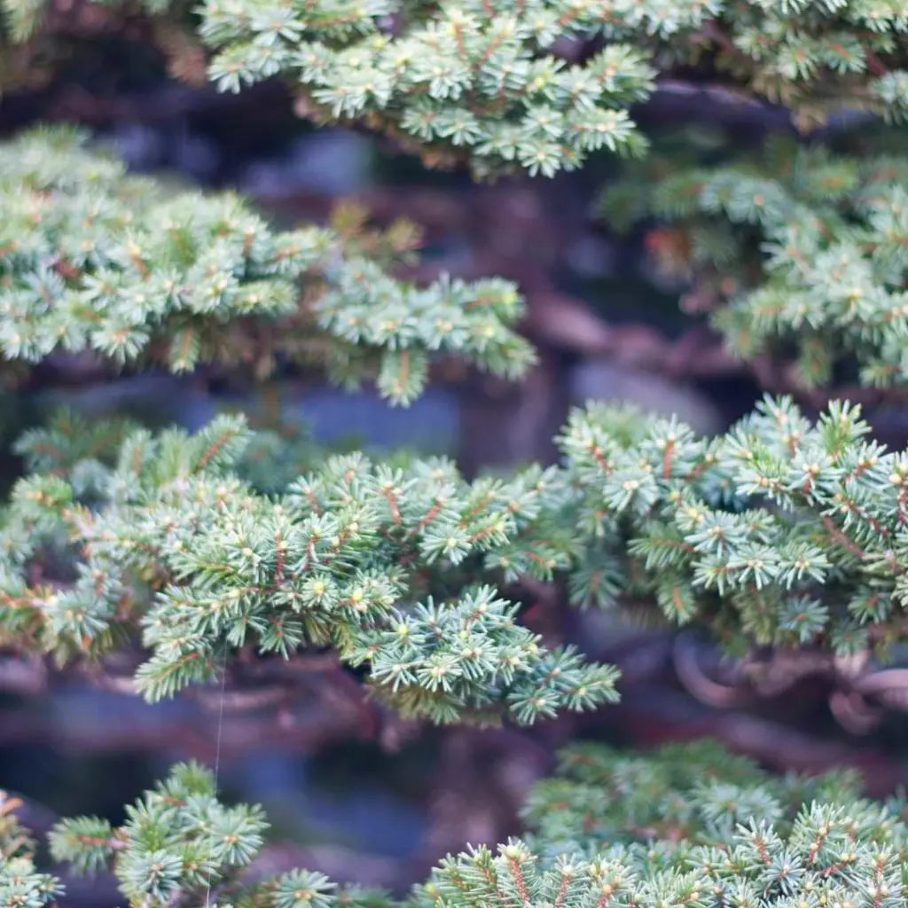 Bonsai Colorado Seeds Mix for Planting Guide