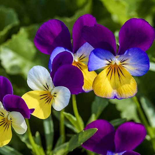 Yellow Pink Mini Violet Flower Seeds for Planting Wildflower Mix Heirloom & GMO Free Seeds for Home Garden
Sale