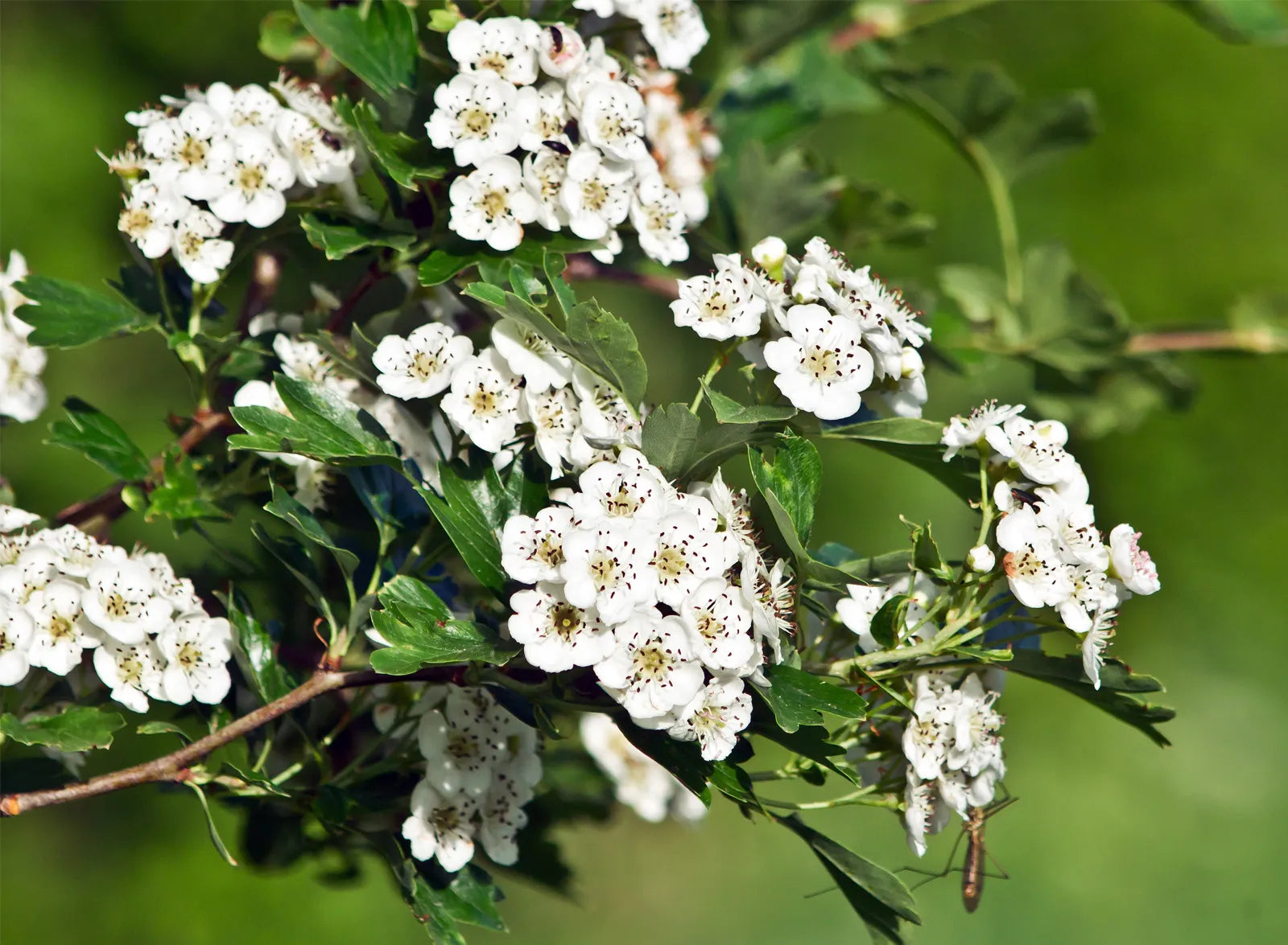 White Crataegus Flower Seeds for planting