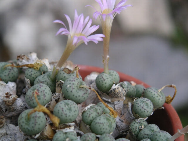 Conophytum Flower seeds for Planting - Long Bloom Season, Heirloom & GMO Free Seeds for Home Garden