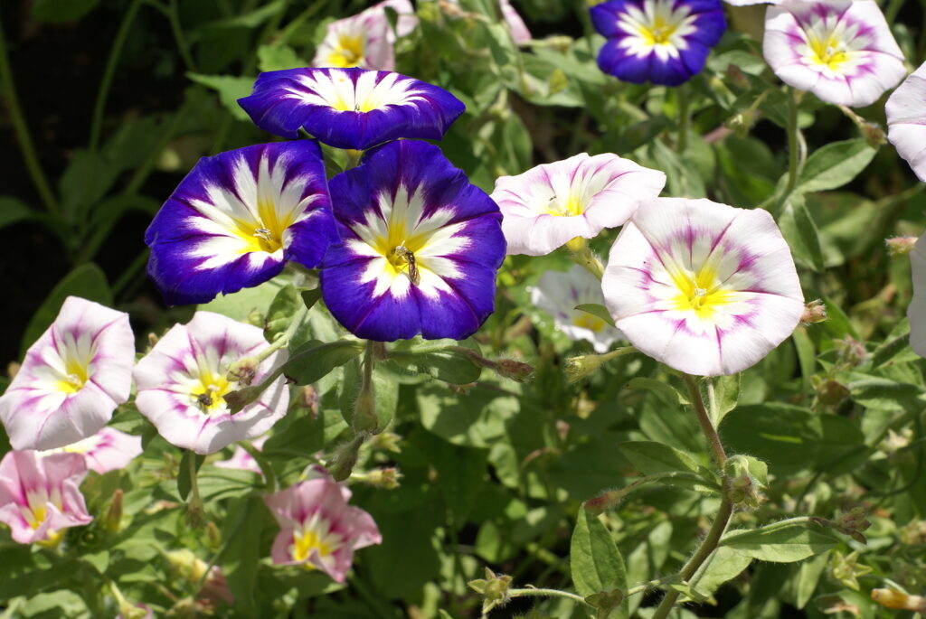 Mixed Convolvulus Flower seeds for Planting - Colorful Display, Heirloom & GMO Free Seeds for Home Garden