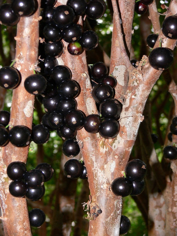 Black Myrciaria Cauliflora Seeds for Fruit Planting