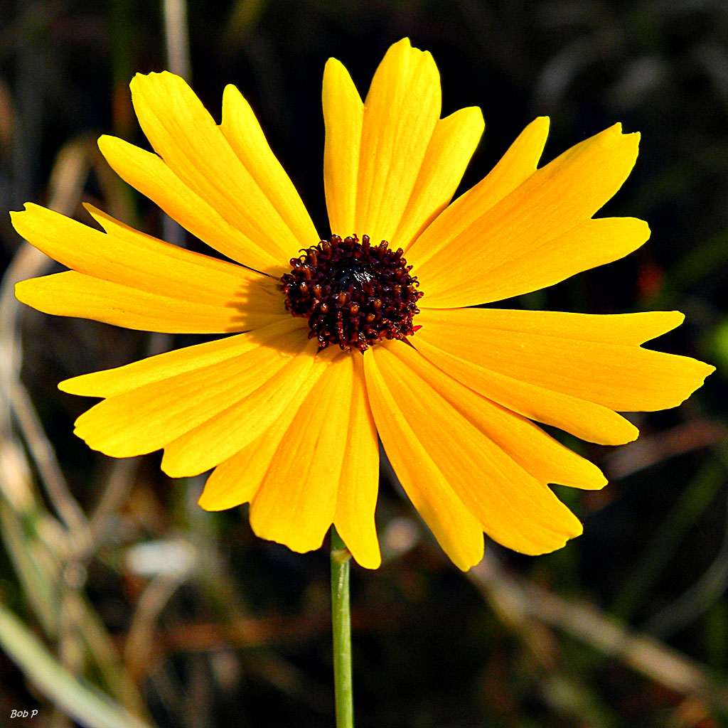 Tickseed Flower seeds for Planting Premium Quality Heirloom & GMO Free Seeds for Home Garden
Sale