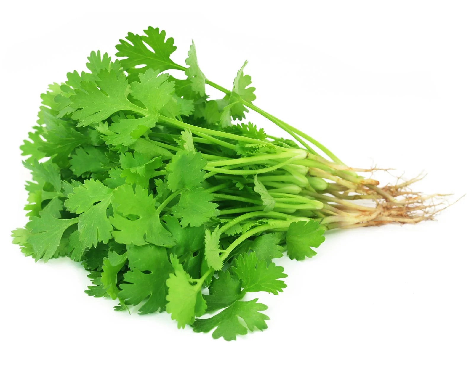 Cilantro Coriander Seeds for Planting Grow Fresh Green Herbs