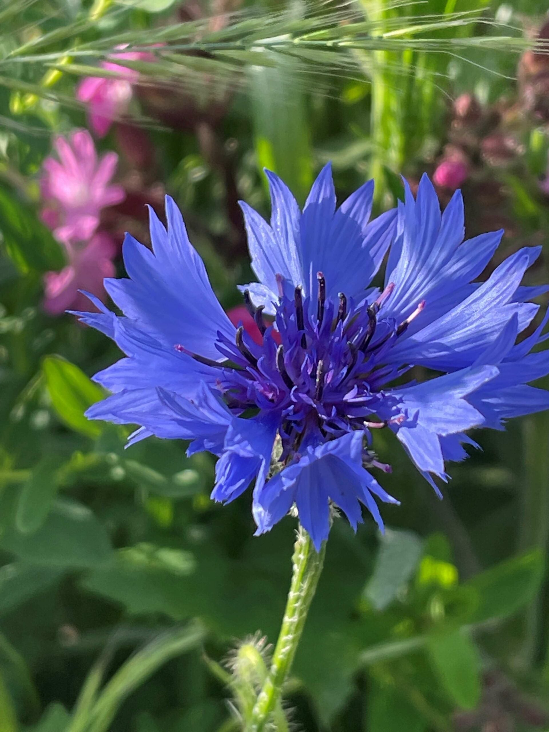 Cornflower Flower seeds for Planting - Cut Flower Favorite, Heirloom & GMO Free Seeds for Home Garden