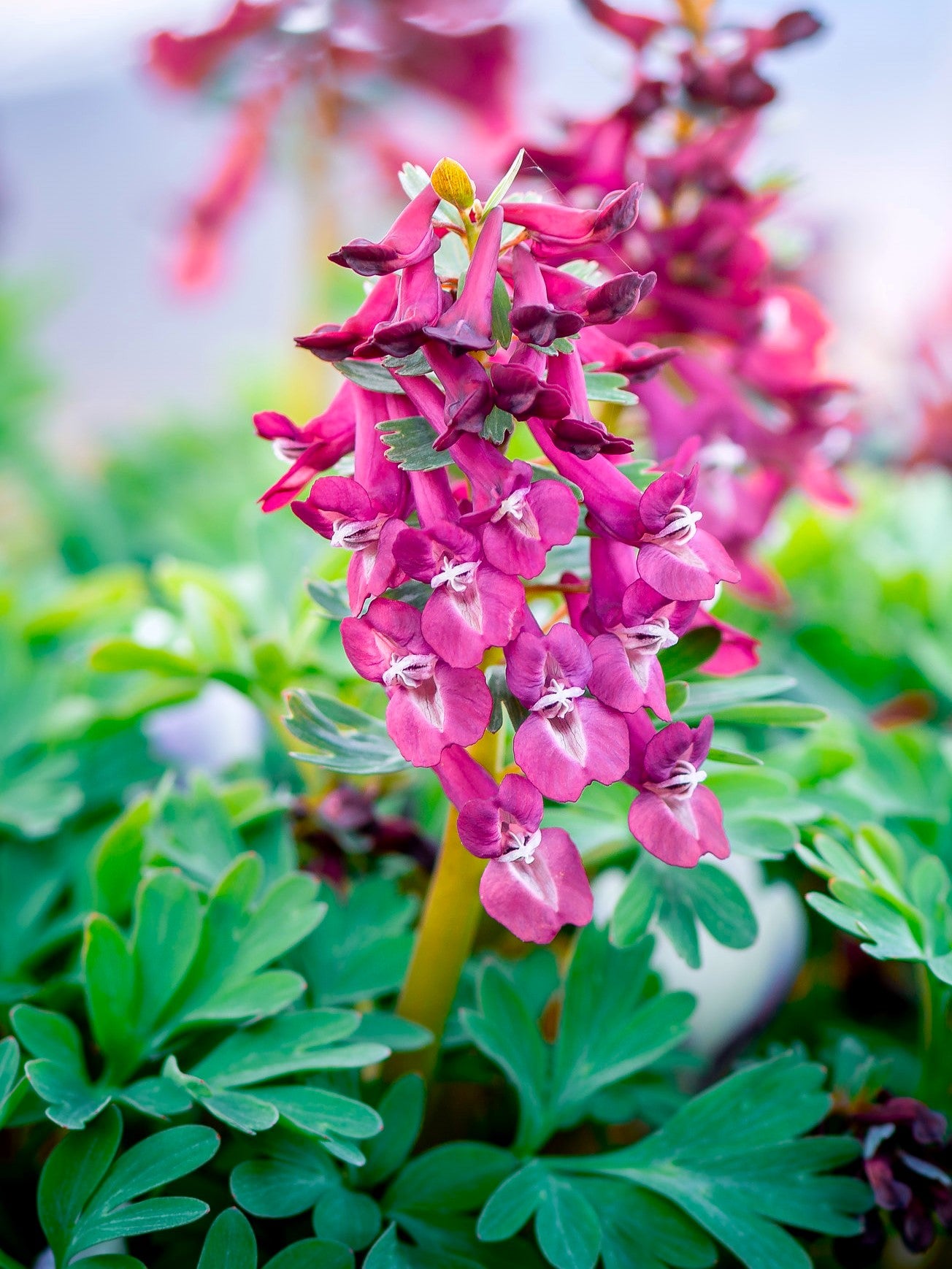 Corydalis Flower seeds for Planting - Cut Flower Favorite, Heirloom & GMO Free Seeds for Home Garden