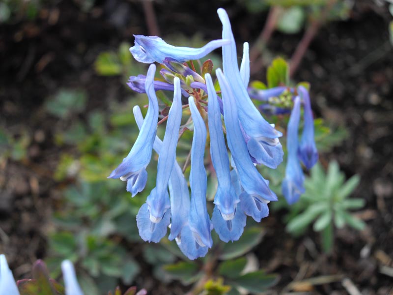 Blue Swan Flower seeds for Planting - Compact Growth, Heirloom & GMO Free Seeds for Home Garden