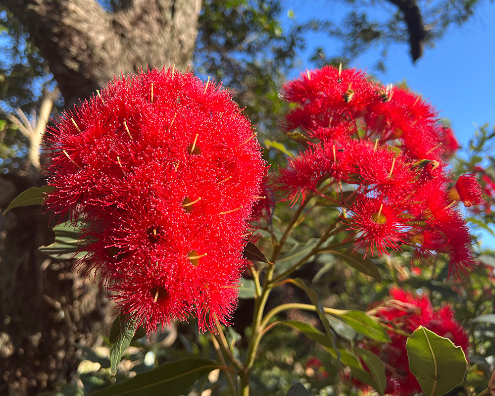 Heirloom Corymbia Ficifolia Flower seeds blooming in flower beds, containers, borders, and pollinator-friendly gardens