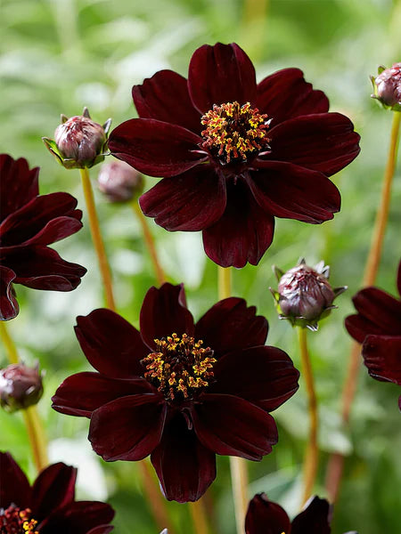 Chocolate Clematis Flower seeds for Planting - Bright Blooms, Heirloom & GMO Free Seeds for Home Garden