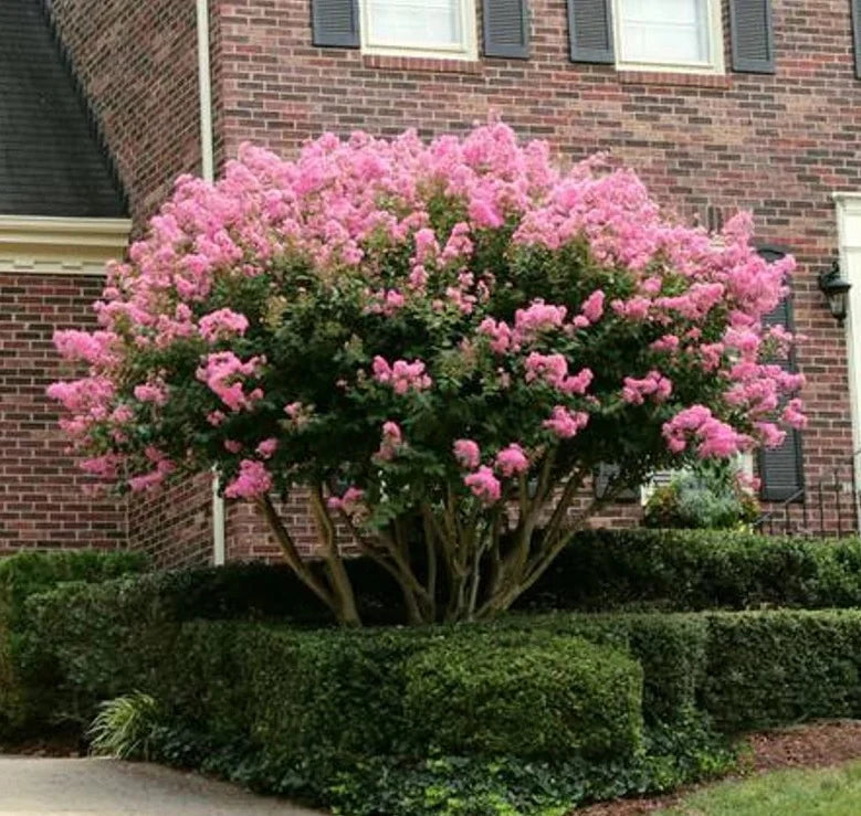 Lagerstroemia Speciosa Lagerstroemia speciosa Tree Seeds for Planting in Garden