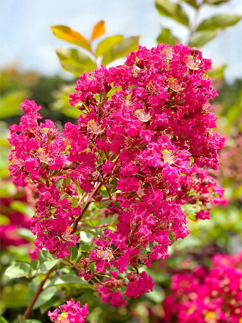 Myrtle Flower seeds blooming in flower beds, containers, borders, and pollinator-friendly gardens