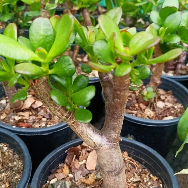 Crassula Flower seeds for Planting - Drought Tolerant, Heirloom & GMO Free Seeds for Home Garden