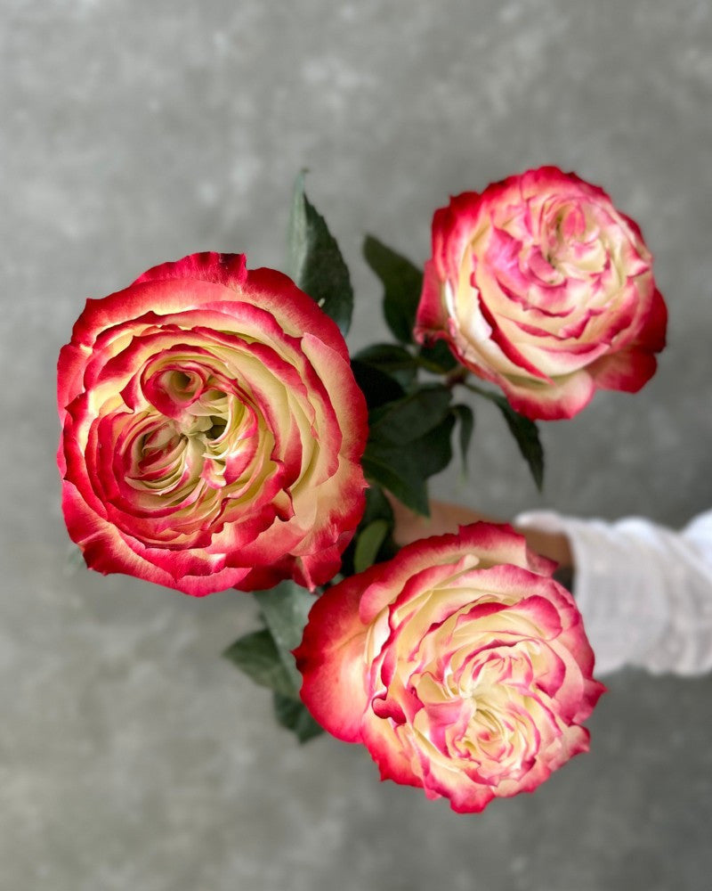 Cream Red Spirit Rose used as cut flower