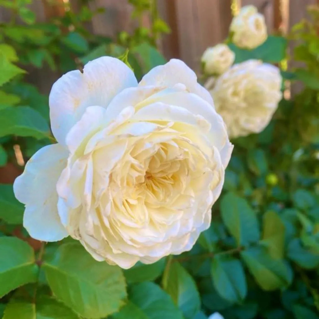 Moonlight Rose Flower seeds for Planting - Pollinator Friendly, Heirloom & GMO Free Seeds for Home Garden Sale