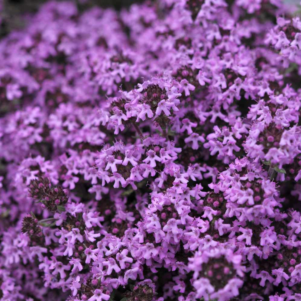 Creeping Thyme in garden bed planting