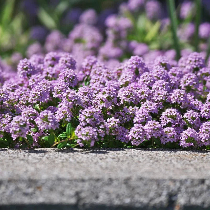 Creeping Thyme flower seeds for planting