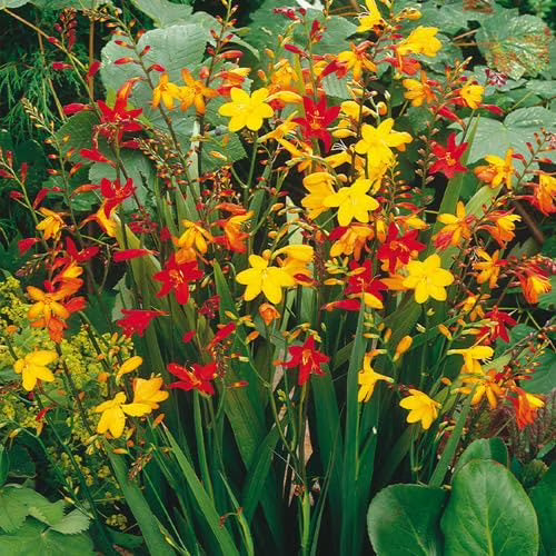 Crocosmia Flower seeds for Planting - Wildflower Mix, Heirloom & GMO Free Seeds for Home Garden