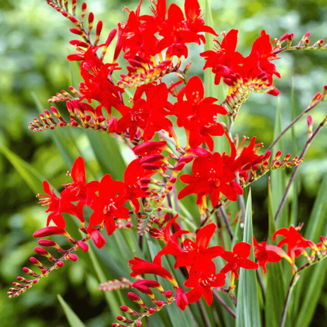 Heirloom Crocosmia Flower seeds blooming in flower beds, containers, borders, and pollinator-friendly gardens