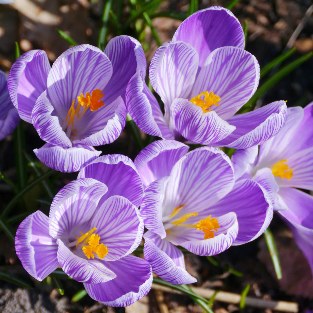 Mixed Colors Crocus Flower seeds for Planting - Shade Tolerant, Heirloom & GMO Free Seeds for Home Garden