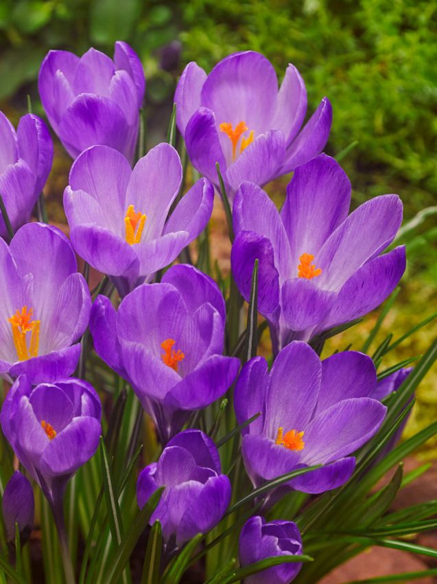 Blue Ocean crocus Flower seeds for Planting - Colorful Display, Heirloom & GMO Free Seeds for Home Garden
