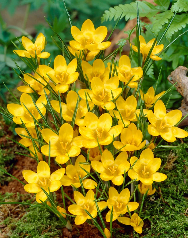 Crocus Sativus Yellow Flower seeds for Planting - Garden Favorite, Heirloom & GMO Free Seeds for Home Garden