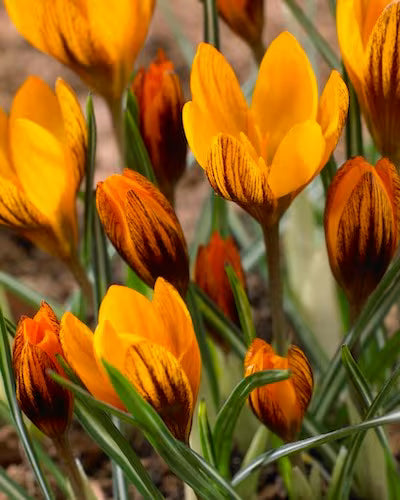 Orange Brown Crocus Flower seeds for Planting Hardy Variety Heirloom & GMO Free Seeds for Home Garden