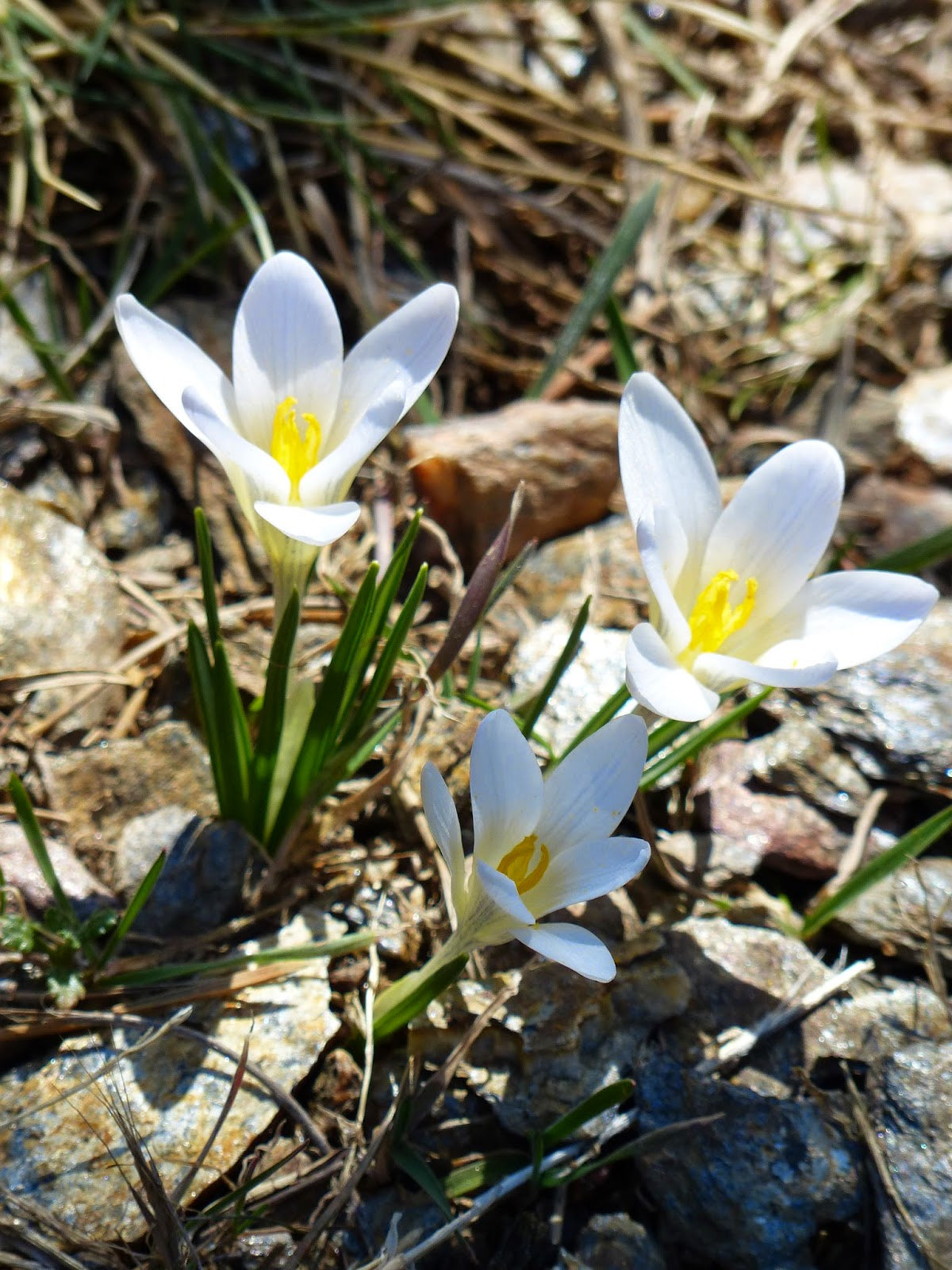 White Nevadensis Flower Seeds for Planting | Elegant White Blooms for Your Garden Heirloom Non-GMO Seeds