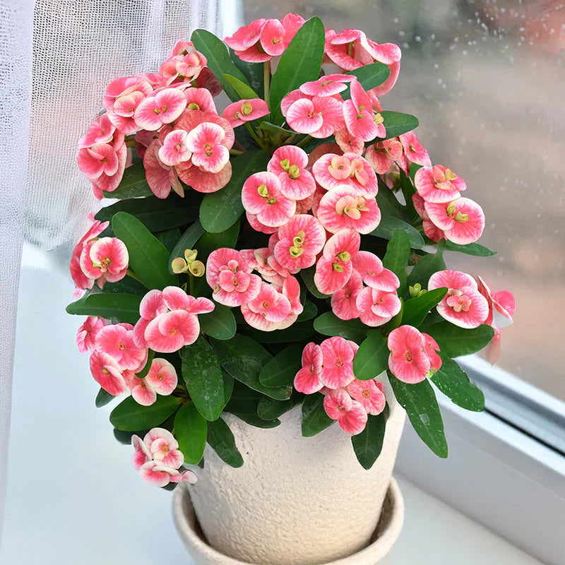 High germination Crown of Thorns seeds