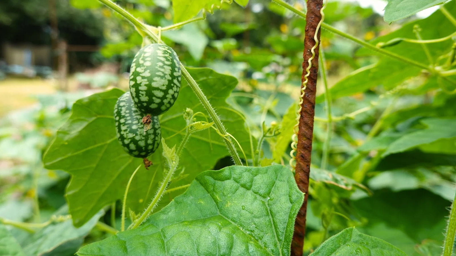 Green Cucamelon Vegetable Seeds for Planting