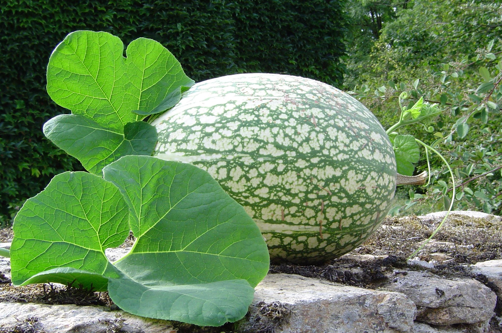 Green Malabar Gourd Seeds for Planting - Premium Vegetable Seeds