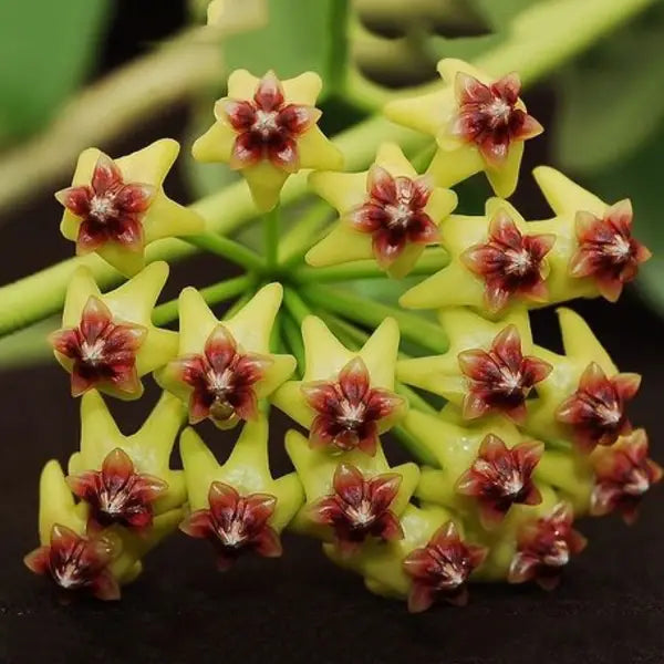 Hoya Bloom Flower seeds for Planting - Drought Tolerant, Heirloom & GMO Free Seeds for Home Garden