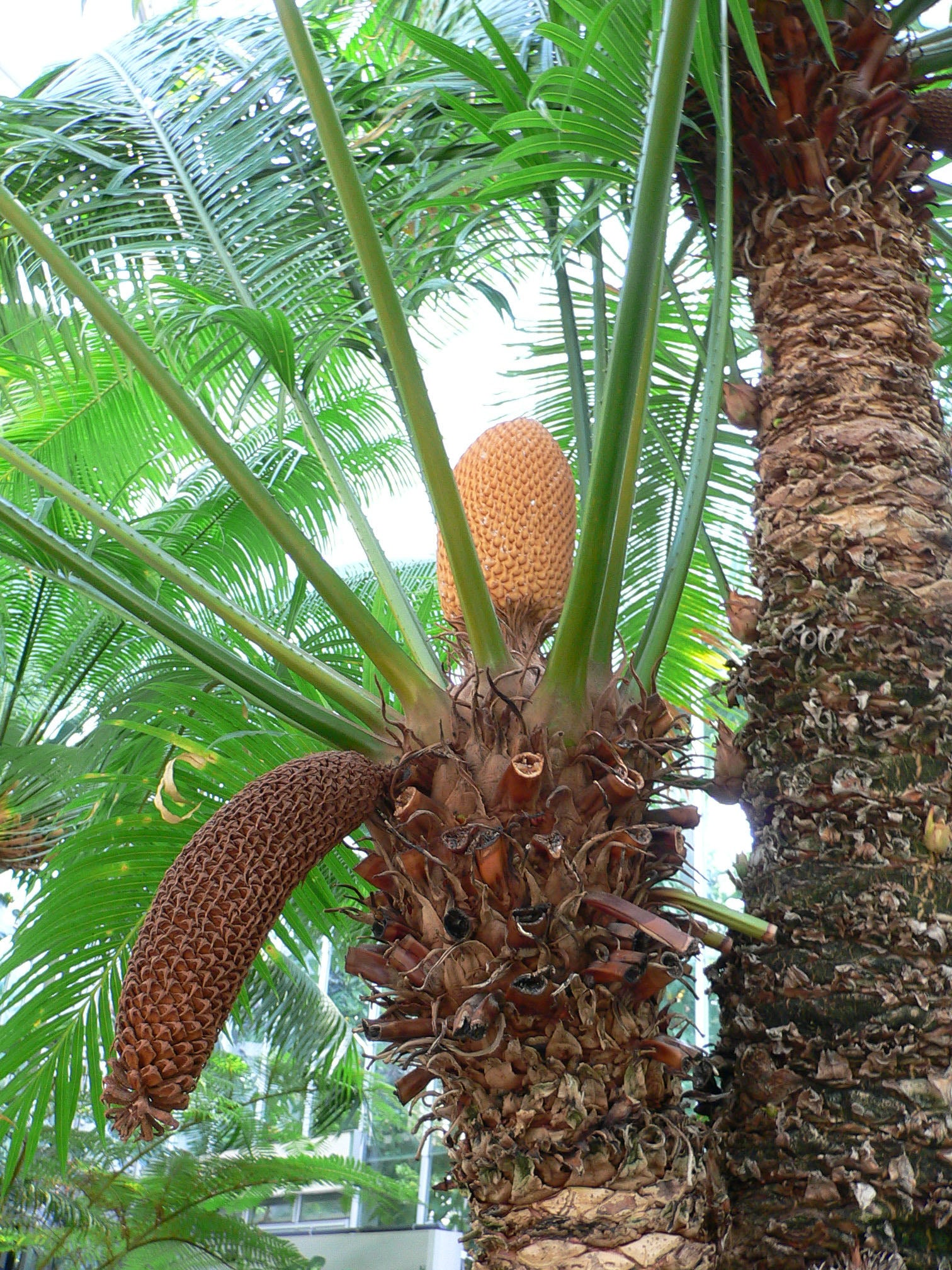 Cycas Plant Seeds for Easy Planting