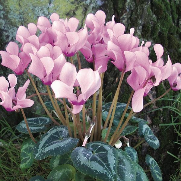 Pale Pink Cyclamen Flower seeds for Planting - Shade Tolerant, Heirloom & GMO Free Seeds for Home Garden
