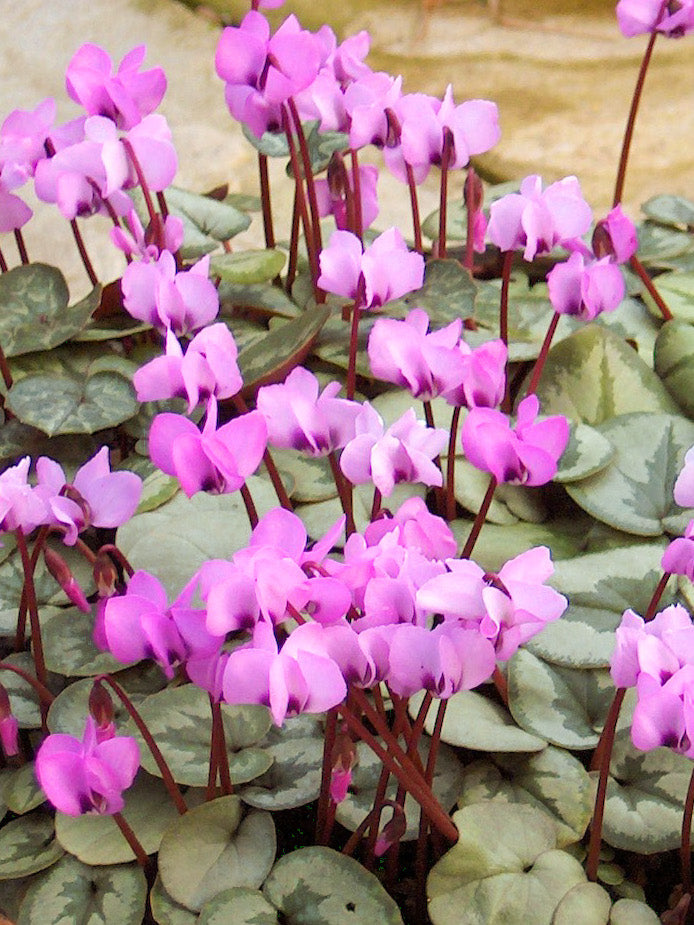 Pale Pink Cyclamen Flower seeds for Planting - Shade Tolerant, Heirloom & GMO Free Seeds for Home Garden