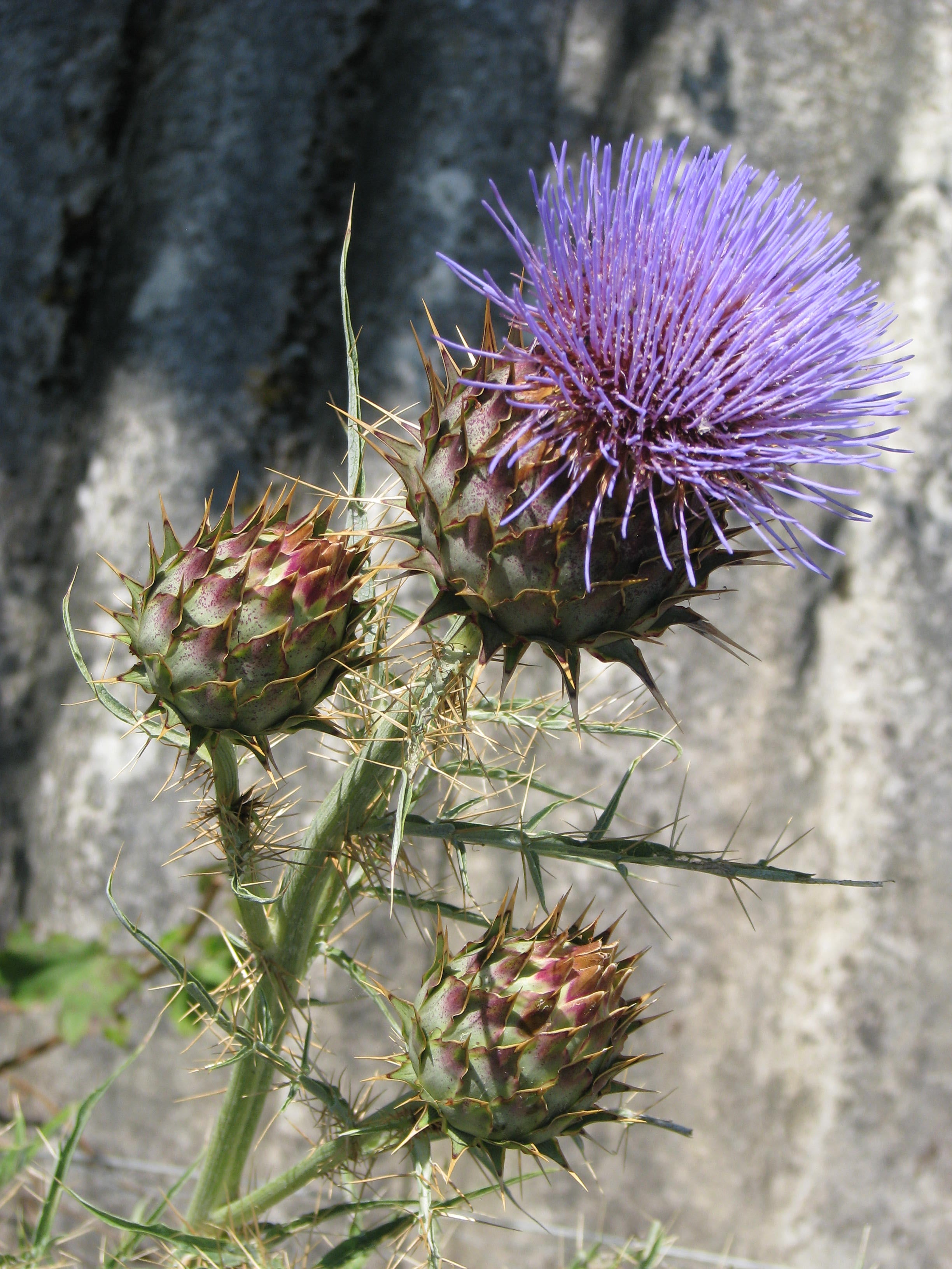 Violet Cardunculus Flower seeds for Planting - Garden Favorite, Heirloom & GMO Free Seeds for Home Garden