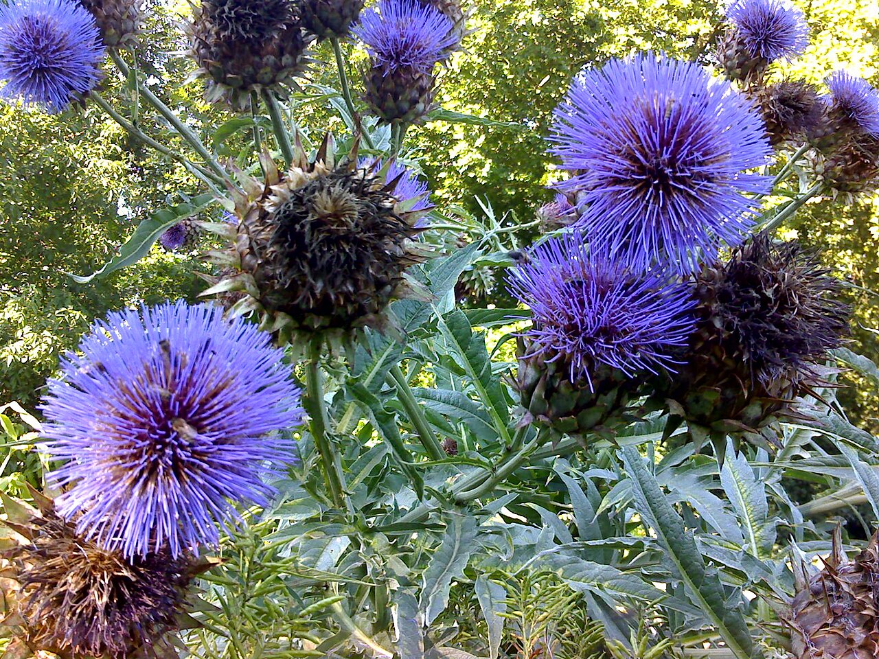 Violet Cardunculus Flower seeds for Planting - Garden Favorite, Heirloom & GMO Free Seeds for Home Garden