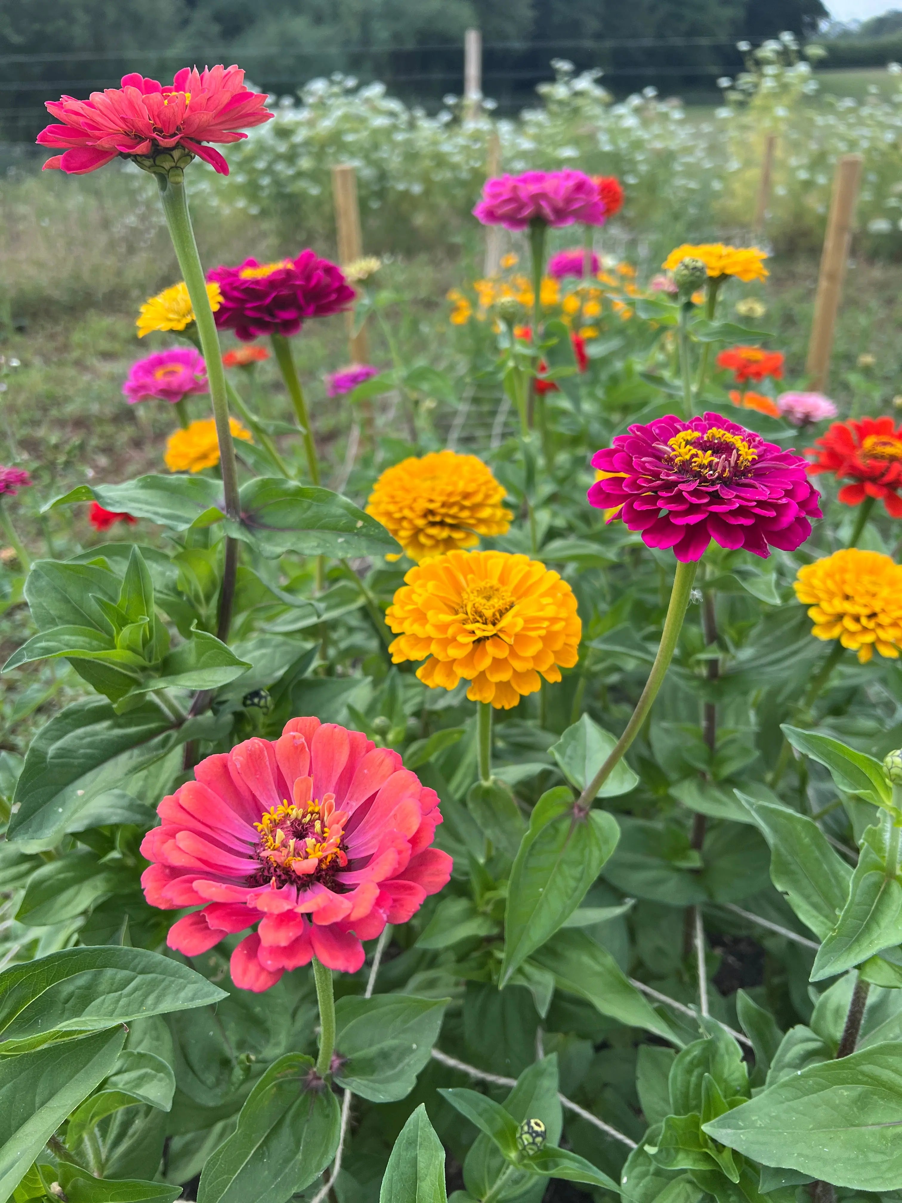 California Giant Zinnia (Zinnia Elegans) Seeds for Giant Colorful Blooms