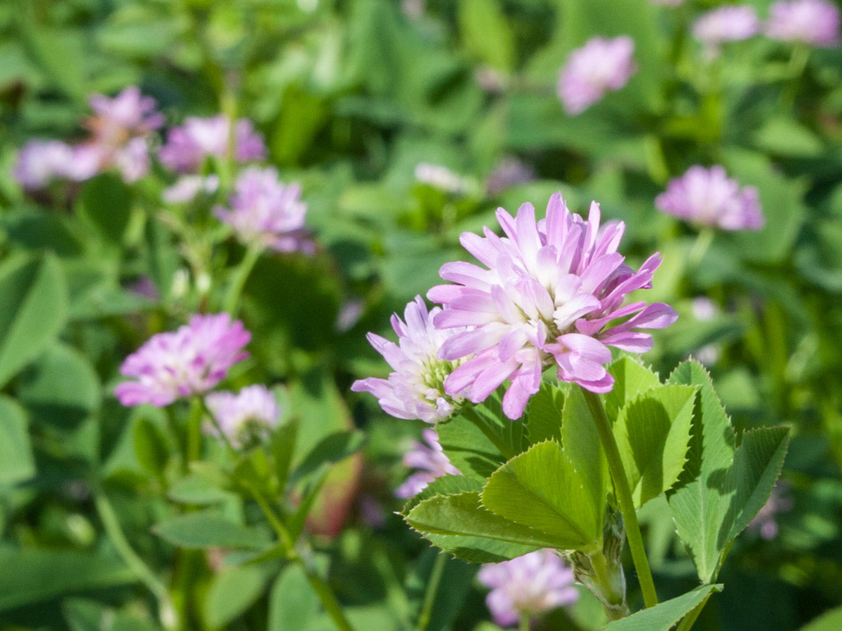 Heirloom Persian Clover Flower seeds blooming in flower beds, containers, borders, and pollinator-friendly gardens