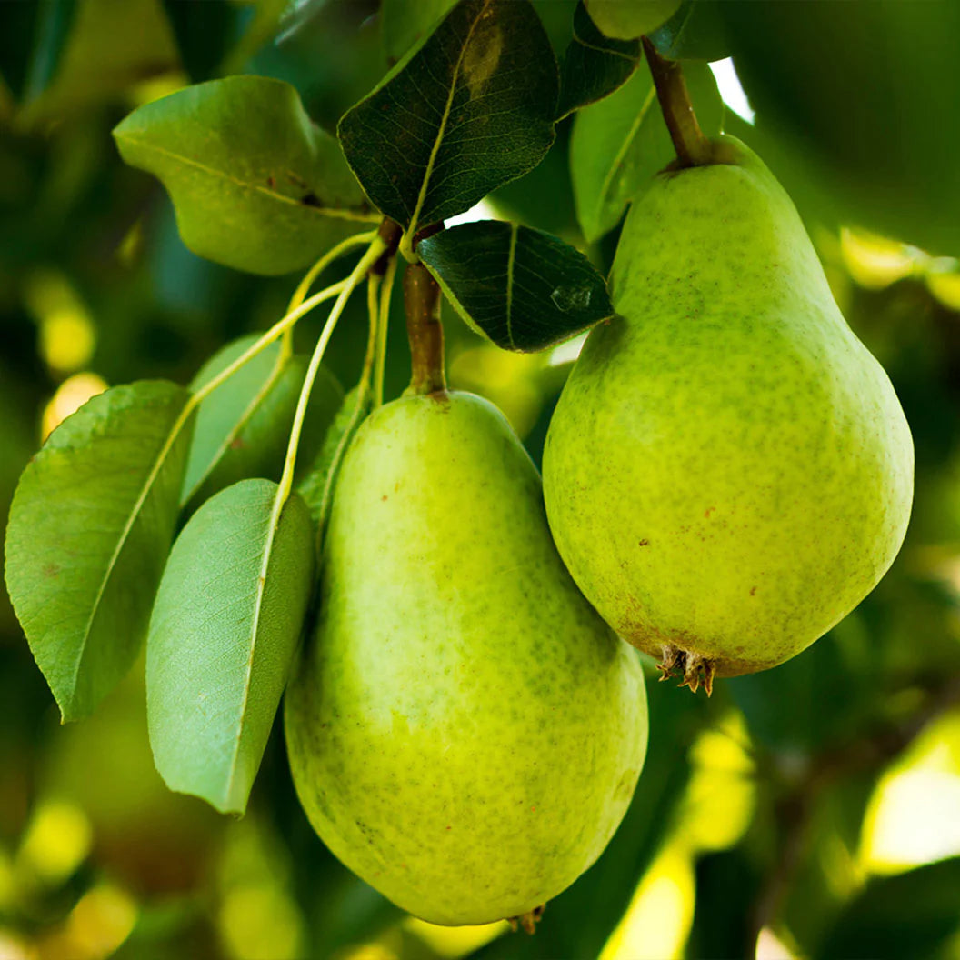 Wild Pear Tree Planting Guide for Fruitful Yields Seed for Sustainable Growth and Garden Enrichment