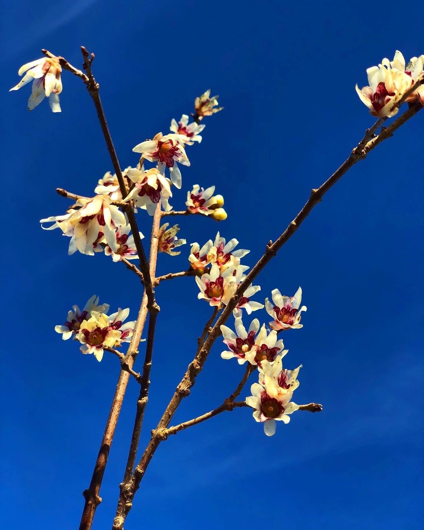 Chimonanthus Praecox Flower Planting Seed for Plantings for Planting for Your Garden Heirloom Non-GMO Seeds