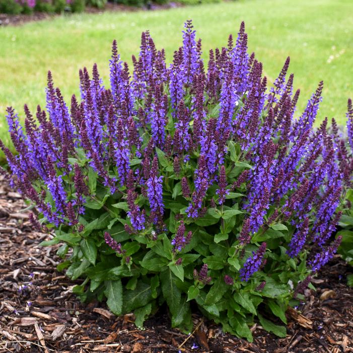 Violet Salvia Meadow Sage Flower seeds for Planting - Cottage Garden Essential, Heirloom & GMO Free Seeds for Home Garden