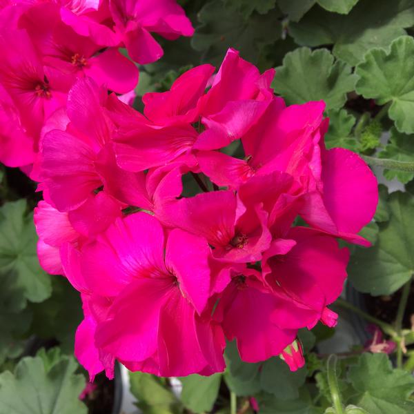 Rose Pelargonium Peltatum Seeds for Planting Wildflower Mix Heirloom & GMO Free Seeds for Home Garden
Sale