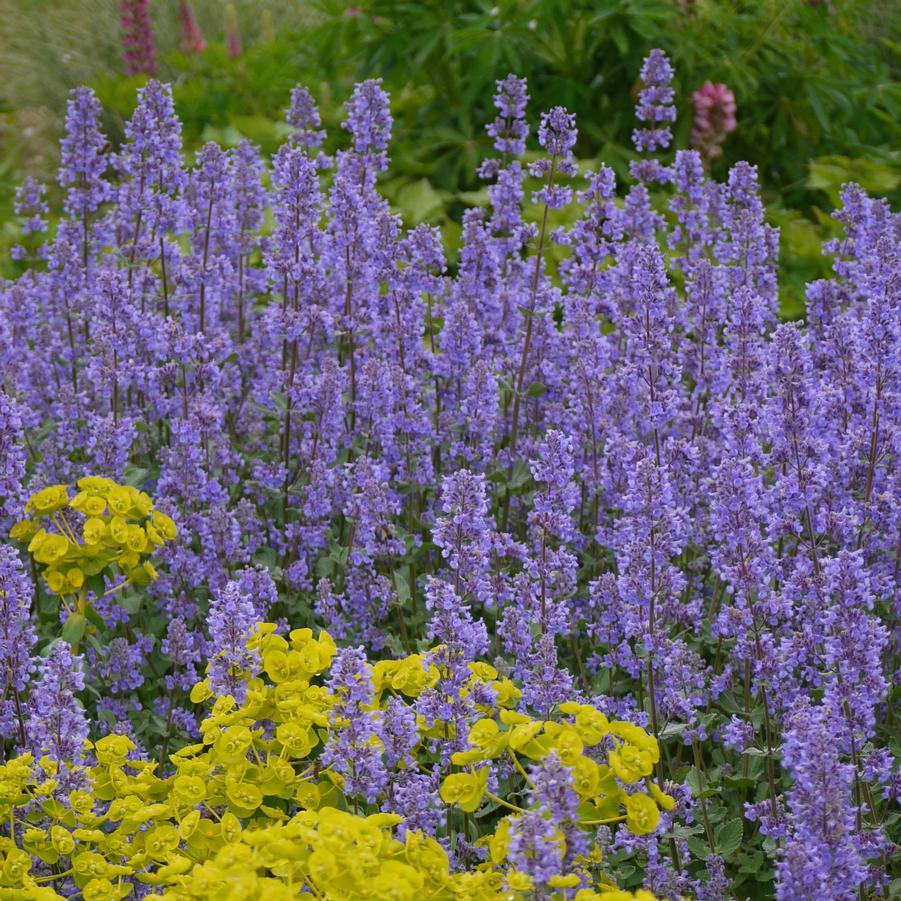 Blue Petromarula Pinnata Flower seeds for Planting - Wildflower Mix, Heirloom & GMO Free Seeds for Home Garden