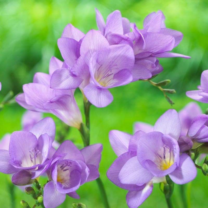 Violet Freesia Flower Seeds for Planting Sun Loving Heirloom & GMO Free Seeds for Home Garden
Sale