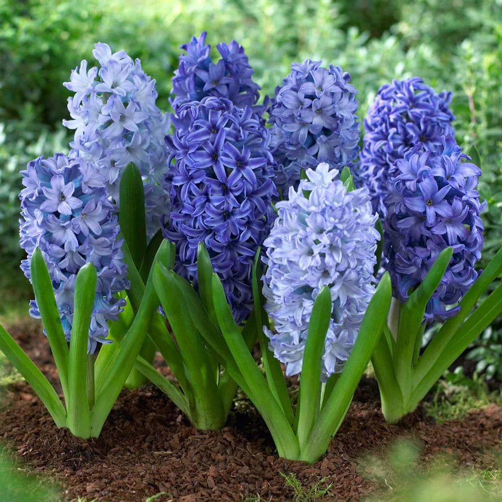 Deep Blue Hyacinthus Orientalis Flower seeds for Planting - Vibrant Colors, Heirloom & GMO Free Seeds for Home Garden